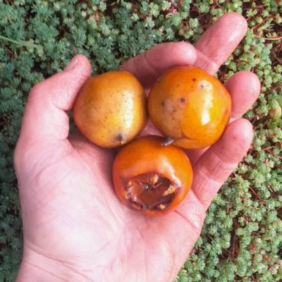 Grootvruchtige mispel, Mespilus g. 'Bredase Reus' (2jarige spillen in 3lpot)biowijze gekweekt