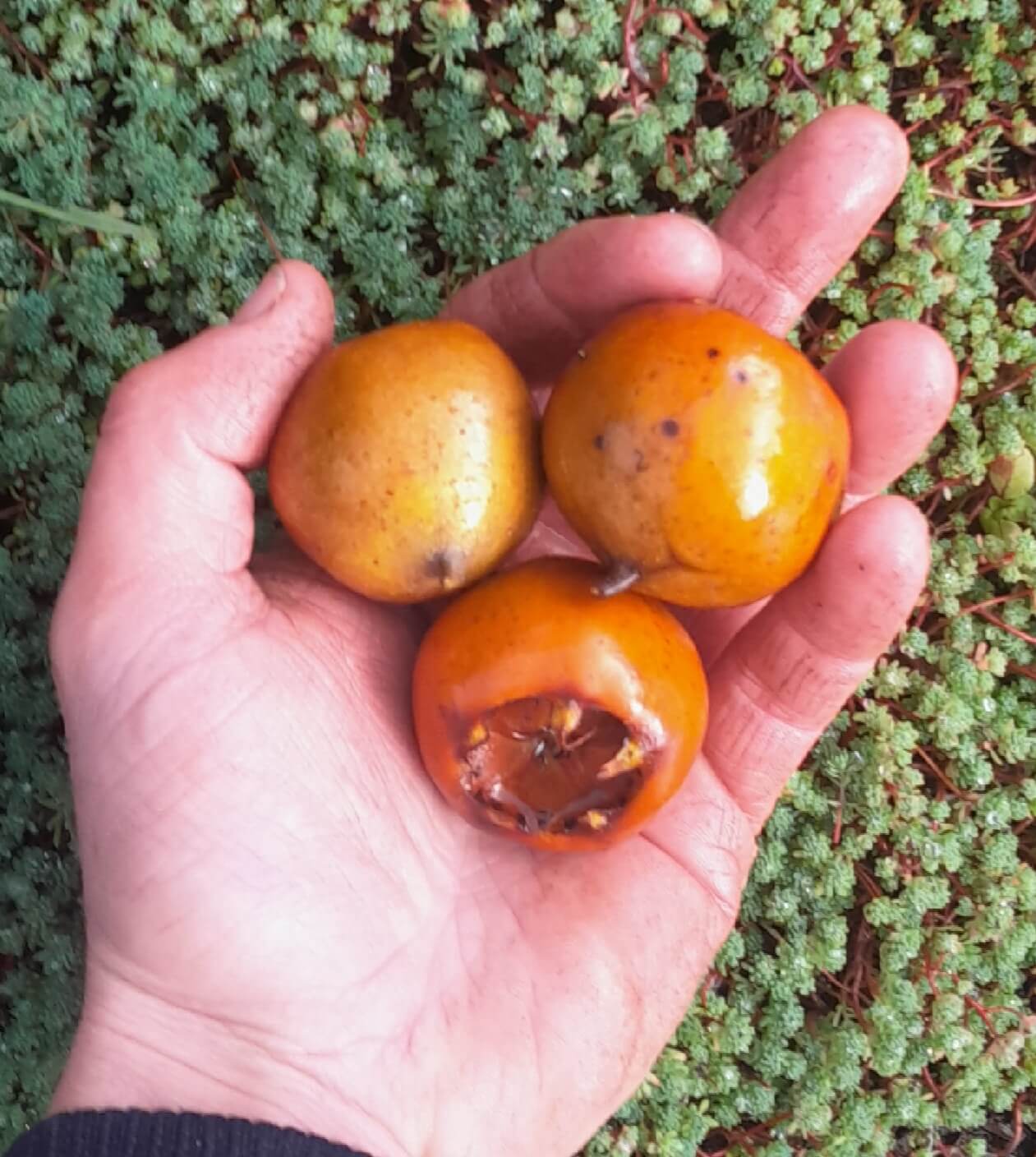 Grootvruchtige mispel, Mespilus g. 'Bredase Reus' (2jarige spillen in 3lpot)biowijze gekweekt