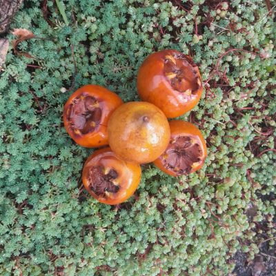 Grootvruchtige mispel, Mespilus g. 'Westerveld' 2jarige spillen in 3Lpot ( bio-wijze)