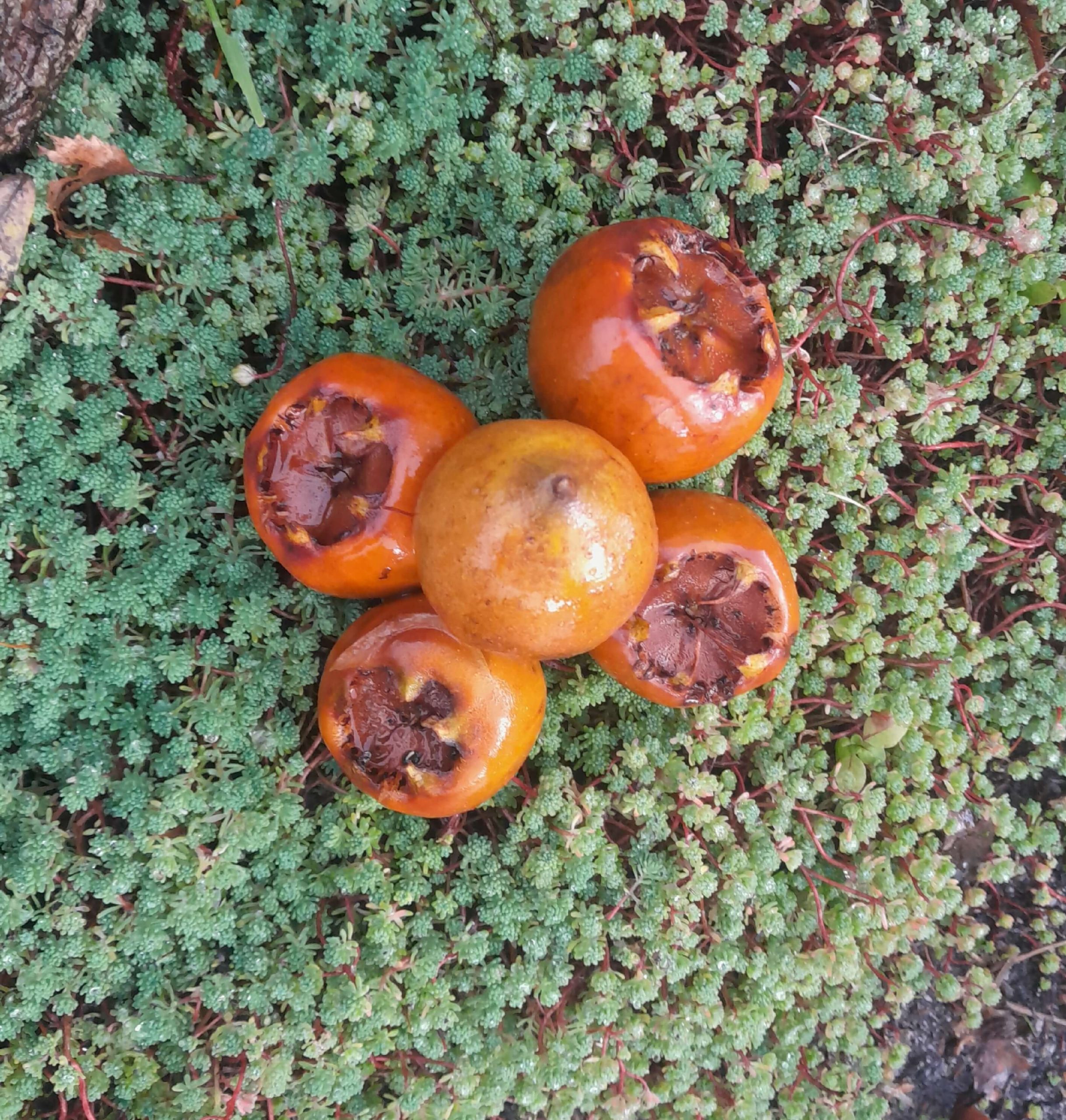 Grootvruchtige mispel, Mespilus g. 'Westerveld' 2jarige spillen in 3Lpot ( bio-wijze)