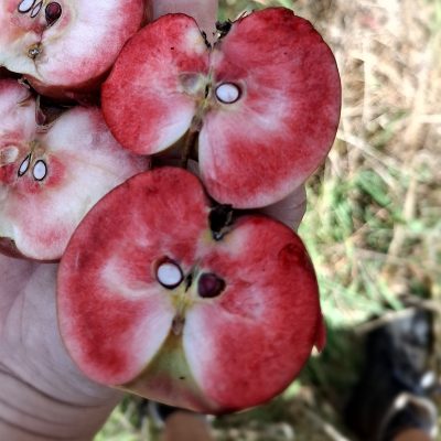 Roodvlezige appel, Malus 'Zweedse rode'( jonge spillen in 3L pot)