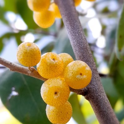 Gele Olijfwilg, Elaeagnus umb. 'Amber' (planten in 1,8Lpot)