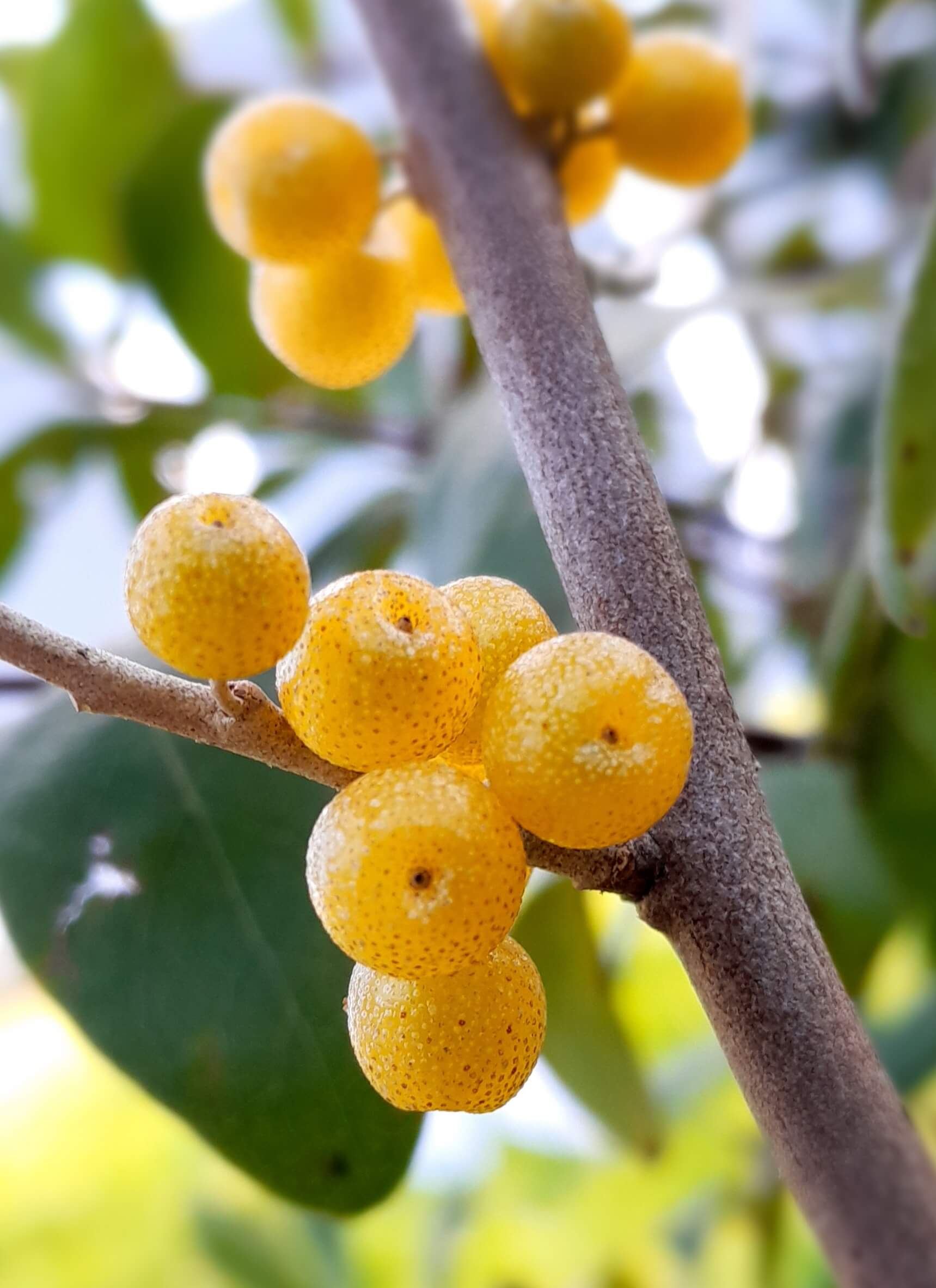 Gele Olijfwilg, Elaeagnus umb. 'Amber' (planten in 1,8Lpot)