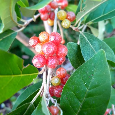 4 zeer goede Herfstolijfwilg rassen ( Turdus, Marzahne, Serinus en Amber) Elaeagnus umbelata (1Lpot of 1,5lpot mooie planten)