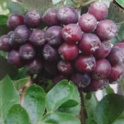 Hybride lijsterbes, Crataegosorbus mic.'Titan' (Stevige spillen volle grond)