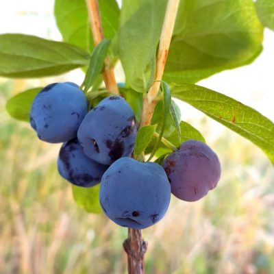 Honingbes, Haskap, Lonicera 'Blue Treasure'