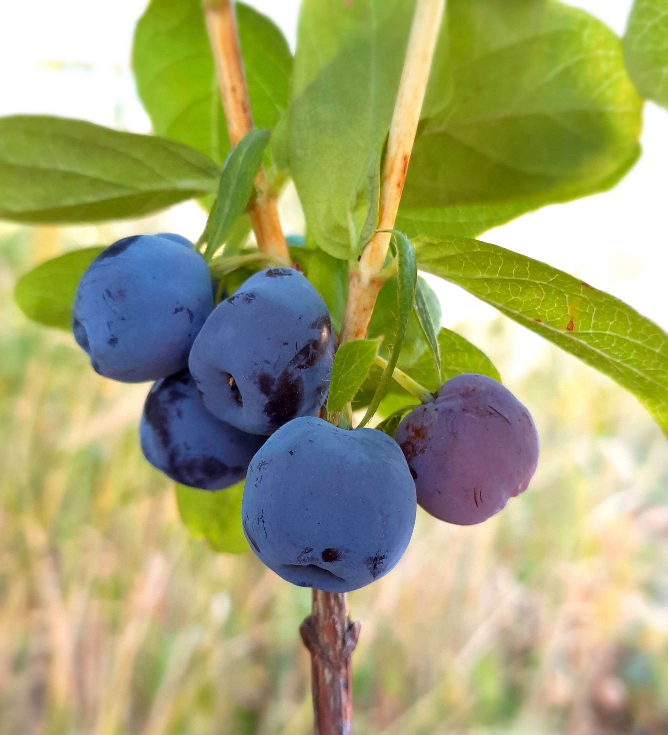 Honingbes, Haskap, Lonicera 'Blue Treasure'