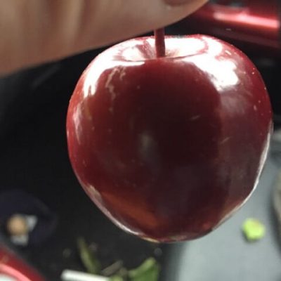Roodvlezige Kolomappel, Malus 'Hilstapp' Uniek en NIEUW!!! ( Jonge spil in 3L pot)