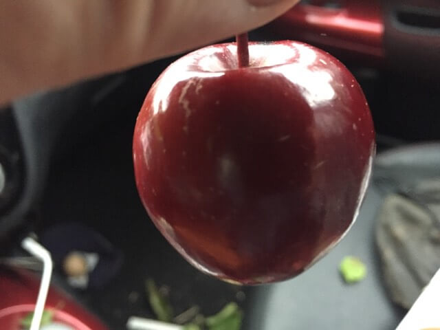 Roodvlezige Kolomappel, Malus 'Hilstapp' Uniek en NIEUW!!! ( Jonge spil in 3L pot)