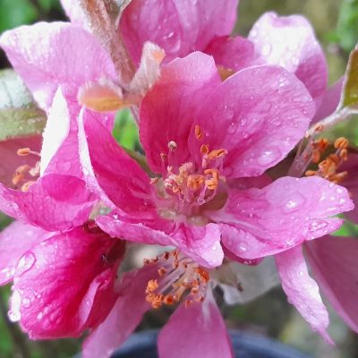 Roodvlezige Appel, Malus nietz. 'Nebel' ( MM111 Hoogstam onderstam) Oud Deens ras ) jonge spillen in 3Lpot'