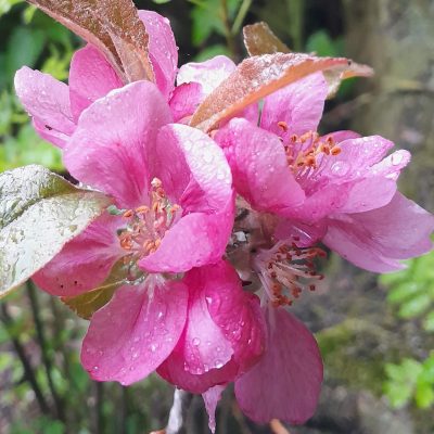 Roodvlezige Appel, Malus nietz. 'Nørre' ( MM111 Hoogstam onderstam) Oud Deens ras jonge spillen in 3Lpot'