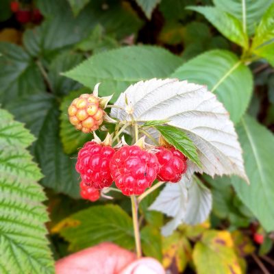 Resistente zomerframboos, Rubus 'Glenn Caron'