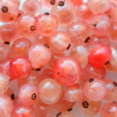 Roze bes, Ribes rub. 'Pink Champagne ( planten in 1Lpot) Zeer schaars