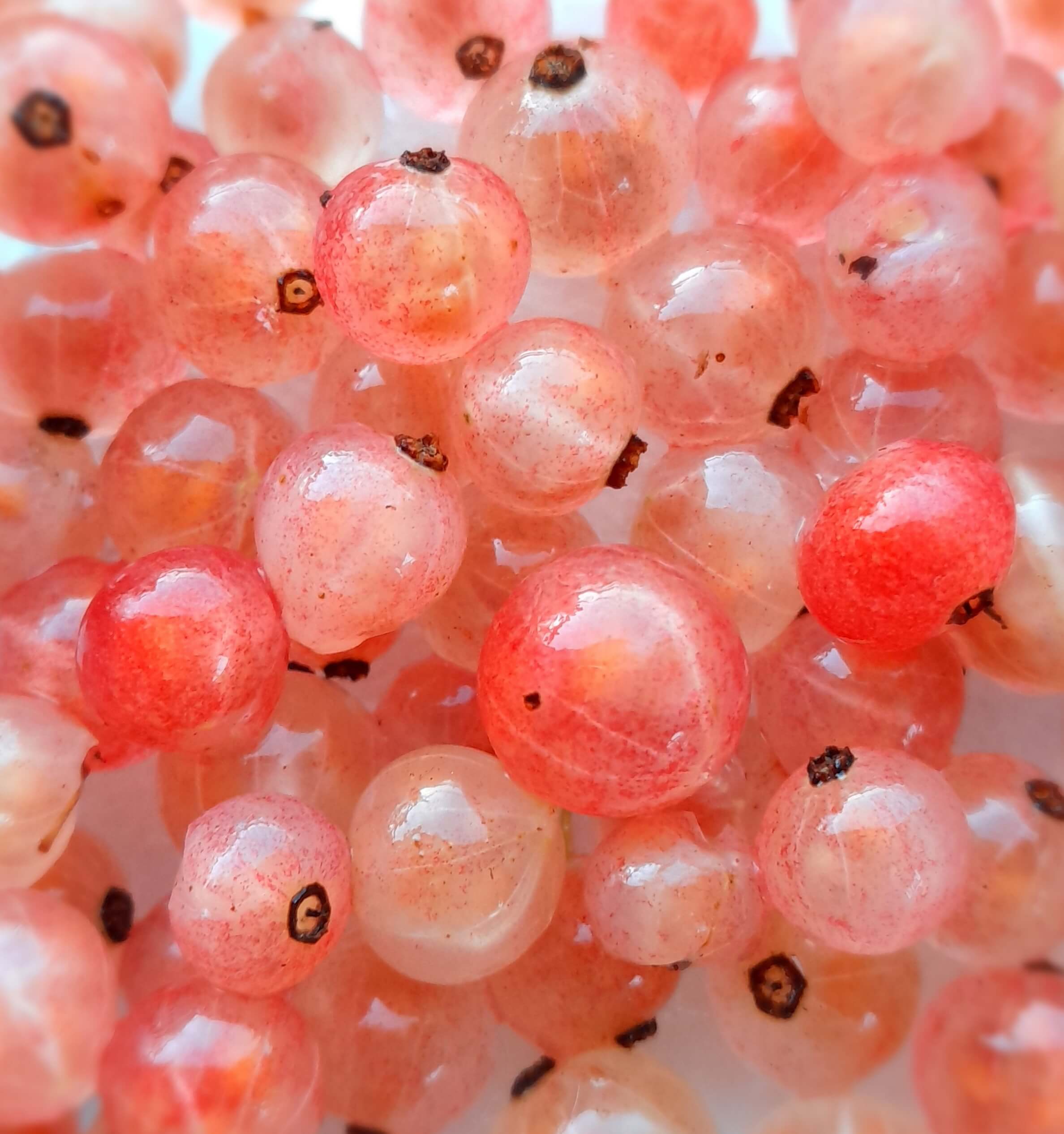 Roze bes, Ribes rub. 'Pink Champagne ( planten in 1Lpot) Zeer schaars