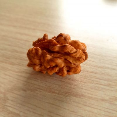 Troswalnoot, Juglans r. Cyrill spillen uit de volle grond