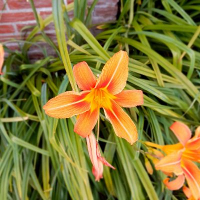 Eetbare Daglelie, Hemerocallis 'Sammy Russel' ( niet helemaal doorworteld, wel te planten