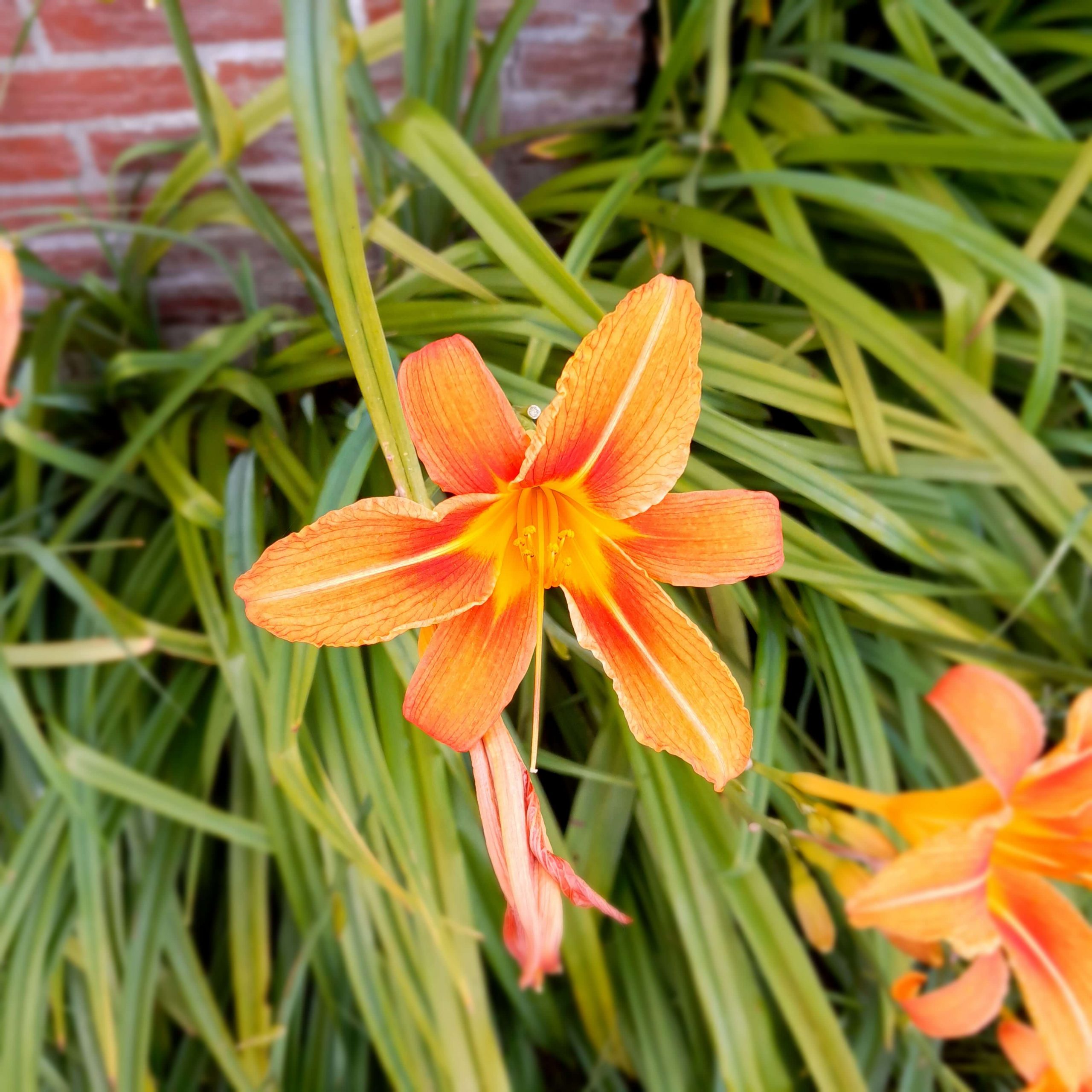 Eetbare Daglelie, Hemerocallis 'Sammy Russel' ( niet helemaal doorworteld, wel te planten