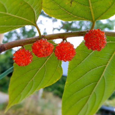 Papiermoerbei, Broussonetia kazinoki 'Cornelia'( Zeer bijzonder in NL) 4 jarige planten 5Lpot