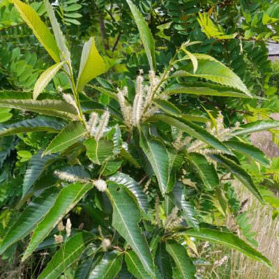 Tamme kastanje, Castanea sat. 'Marlhac'