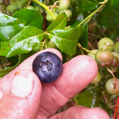 Blauwe trosbes, Vaccinum 'Toro' ( midden tot laat rijpend, smakelijk en productief)