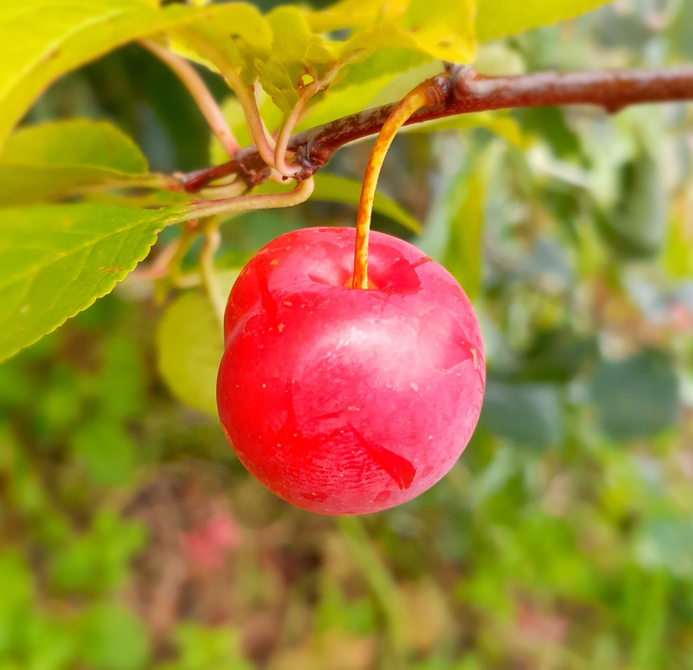 Pluot, Prunus s X a 'Dapple Dandy'