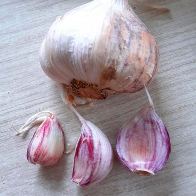Knoflook, Allium sativum 'Messidrome' Softneck-ras ( heerlijk mild en zoet)