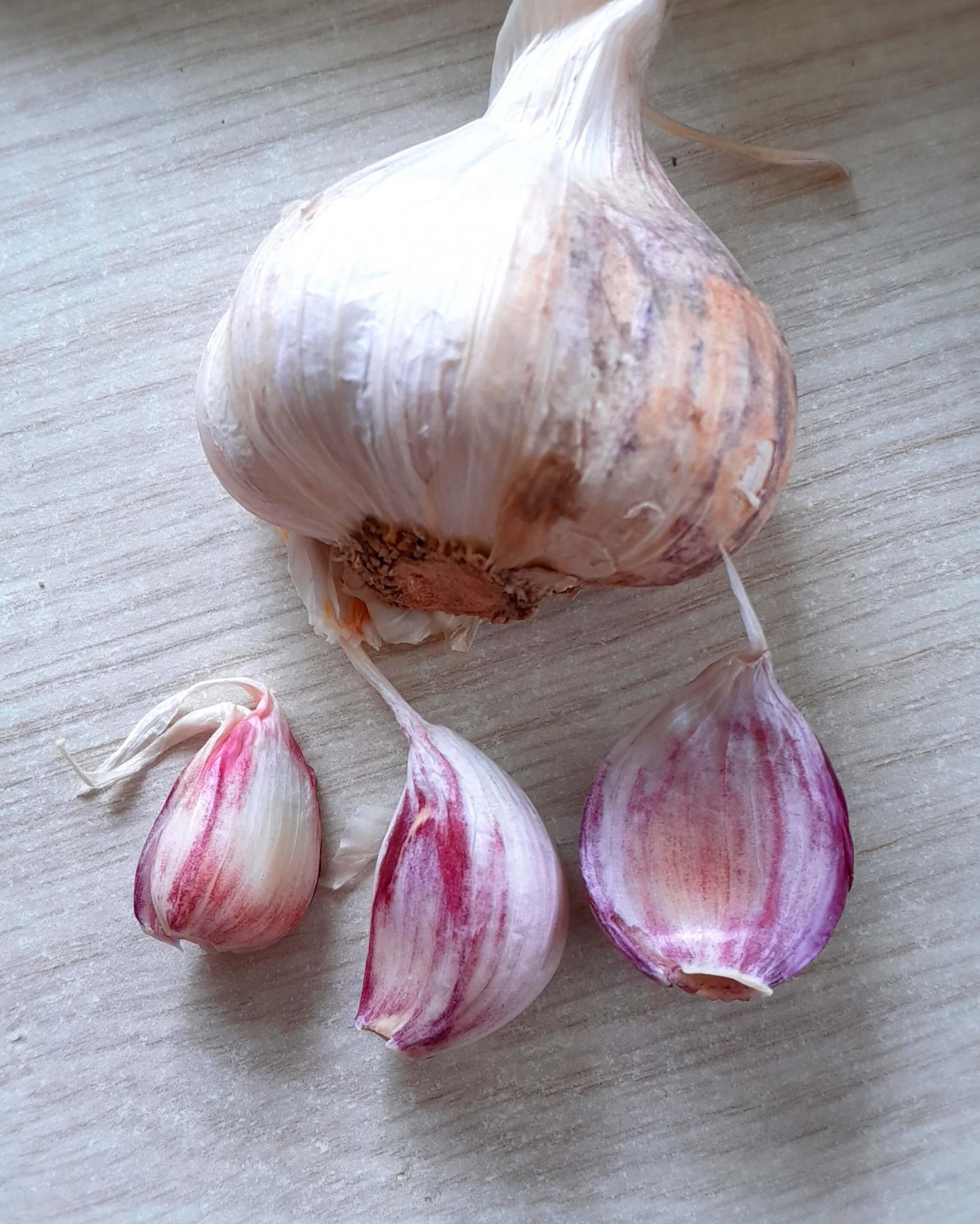 Knoflook, Allium sativum 'Messidrome' Softneck-ras ( heerlijk mild en zoet)