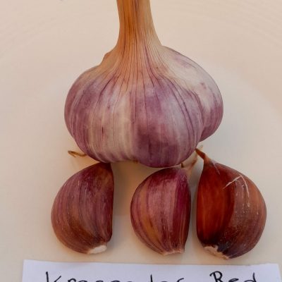 Knoflook, Allium 'Krasnodar' (Hardneck-ras)