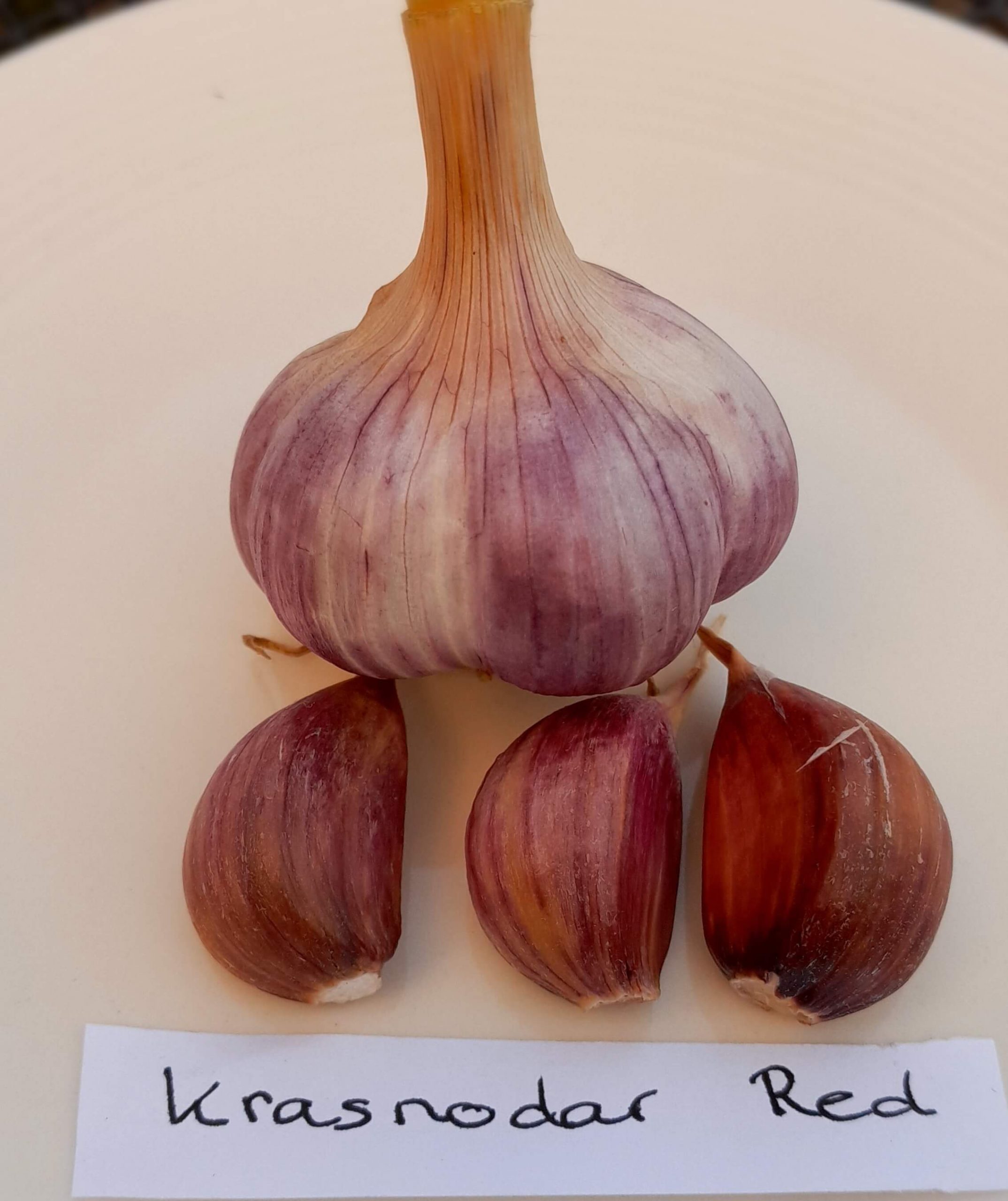 Knoflook, Allium 'Krasnodar' (Hardneck-ras)