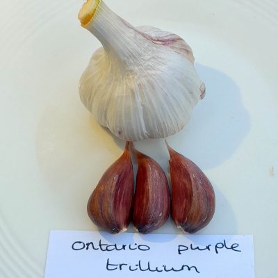 Knoflook, Allium 'Ontario Purple Trillium' ( zeer pittig en smakelijk!) Hardneck-ras)