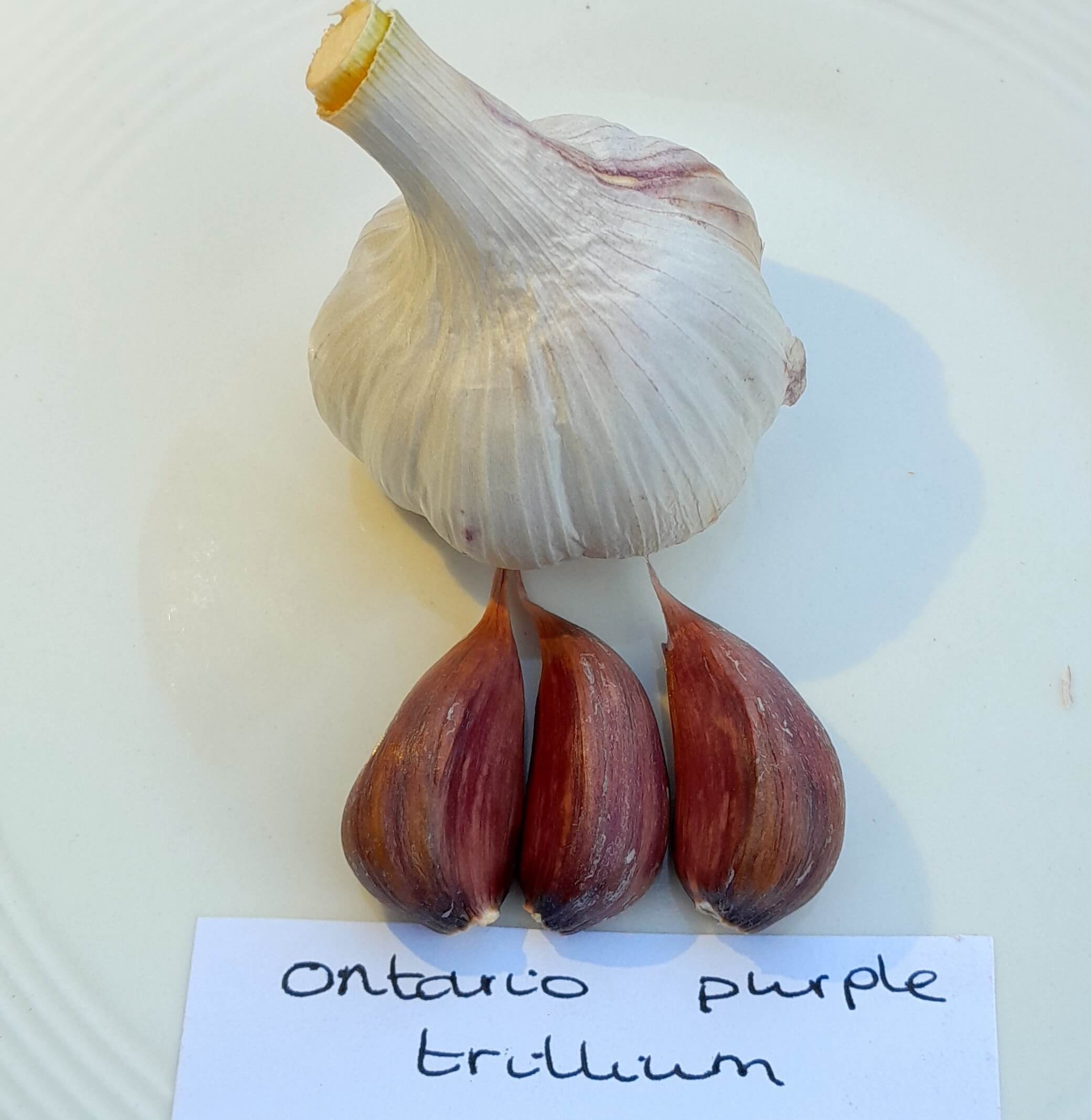 Knoflook, Allium 'Ontario Purple Trillium' ( zeer pittig en smakelijk!) Hardneck-ras)