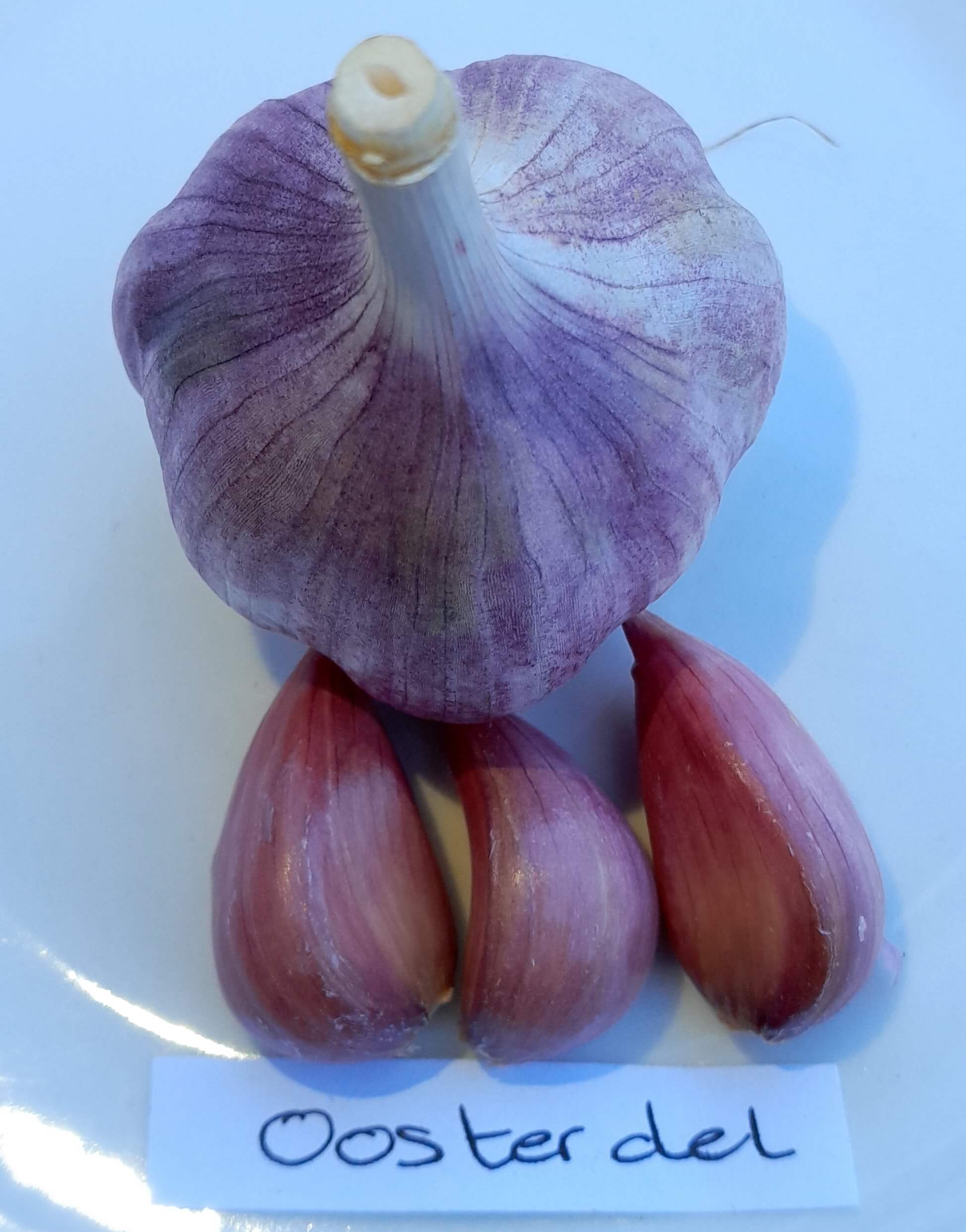 knoflook, Allium 'Oosterdel' (Hardneck-ras) Onbespoten en zonder kunstmest