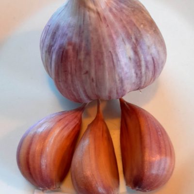 Knoflook, Allium 'Polen' (Hardneck-ras) Zeer lekker en makkelijk ras!!