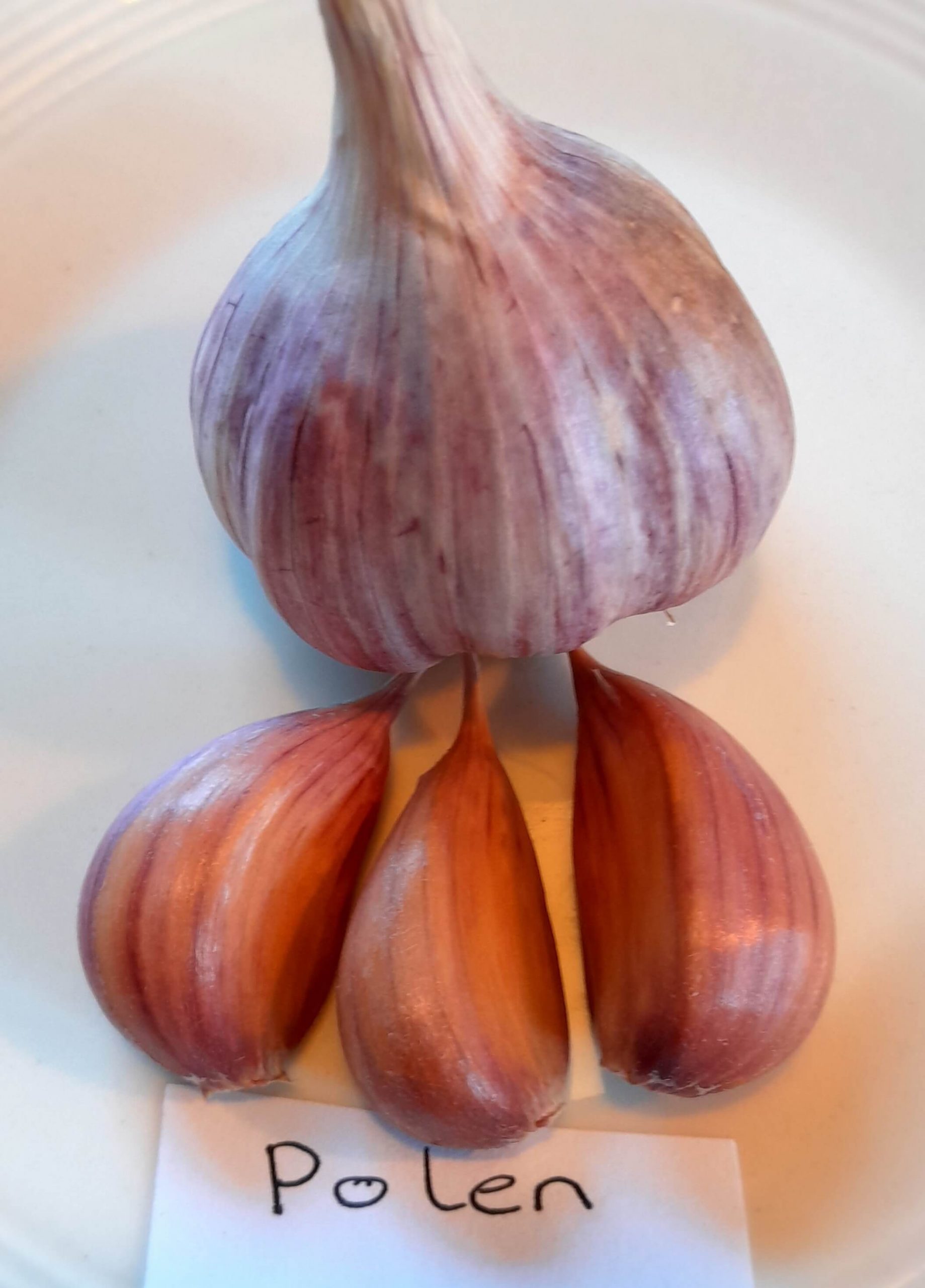 Knoflook, Allium 'Polen' (Hardneck-ras) Zeer lekker en makkelijk ras!!