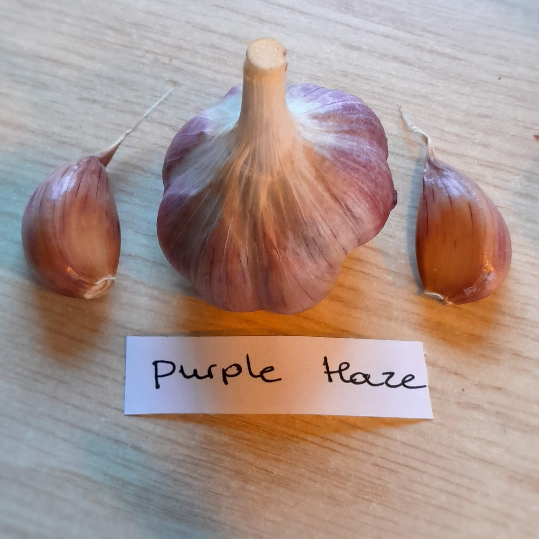 Knoflook, Allium'Purple Haze' ( Hardneck-ras) ( heerlijk pittig)