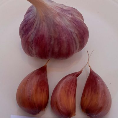 Knoflook, Allium 'Purple Glazer