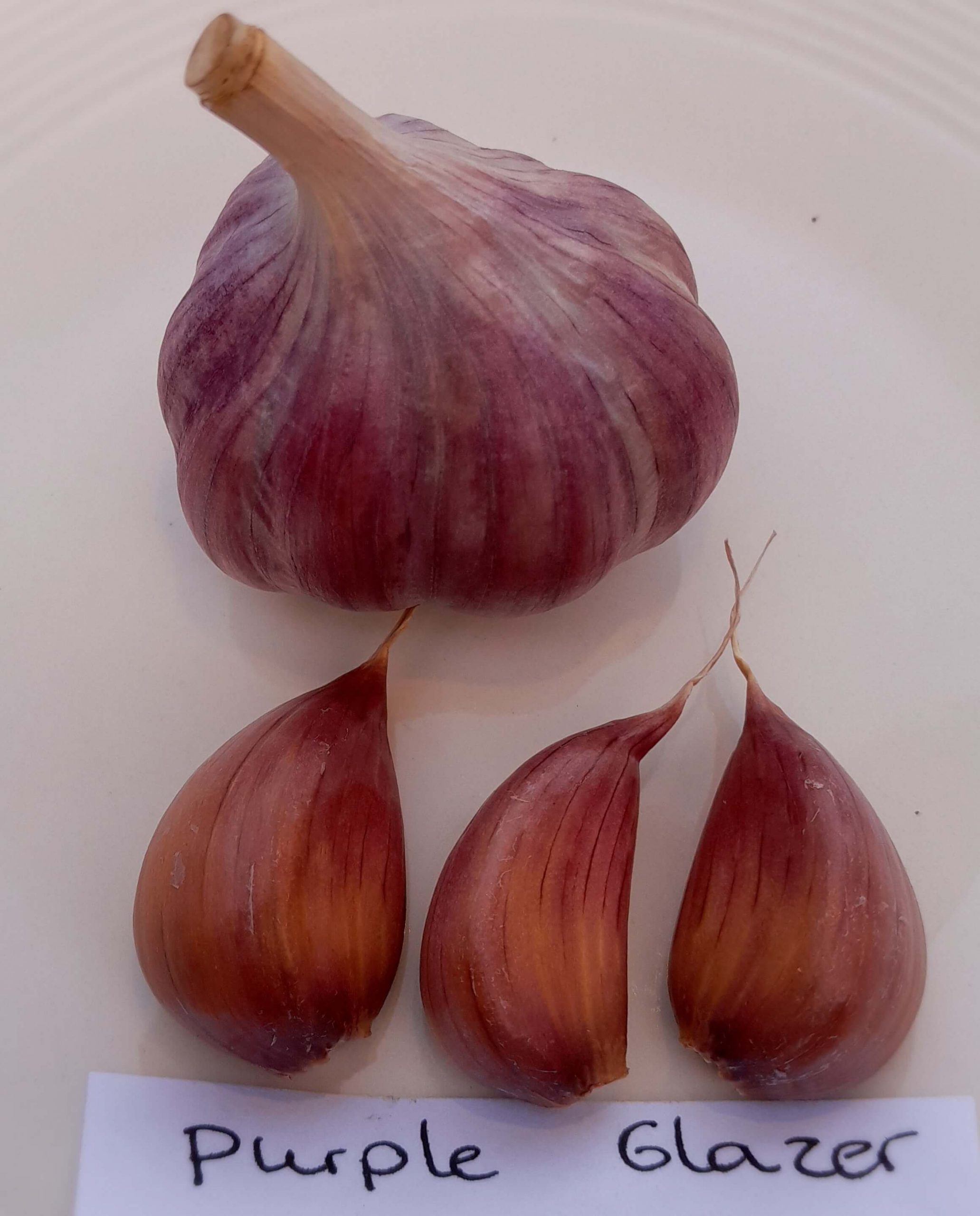 Knoflook, Allium 'Purple Glazer