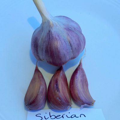 Knoflook, Allium 'Siberian' (hardneck-ras)