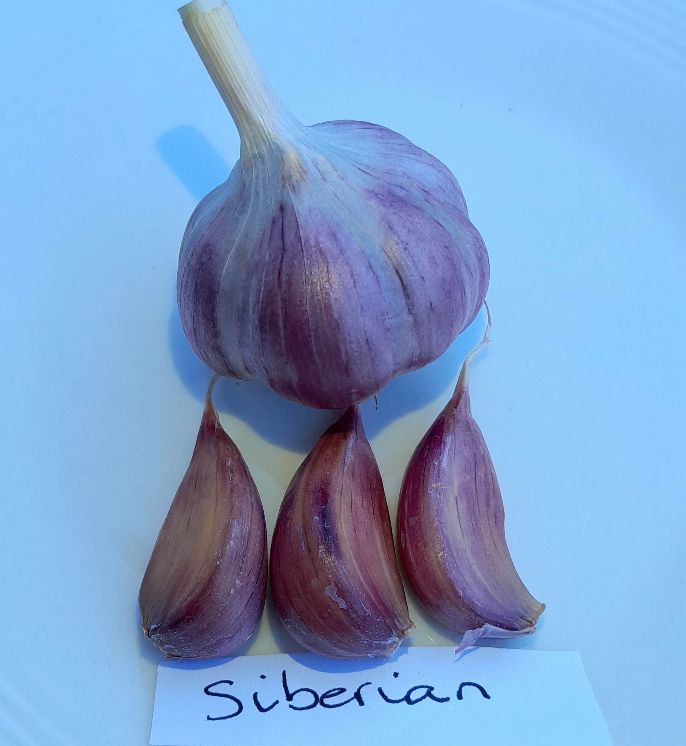 Knoflook, Allium 'Siberian' (hardneck-ras)