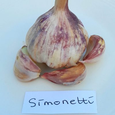 Knoflook, Allium 'Simonetti' (Sofneck-ras)