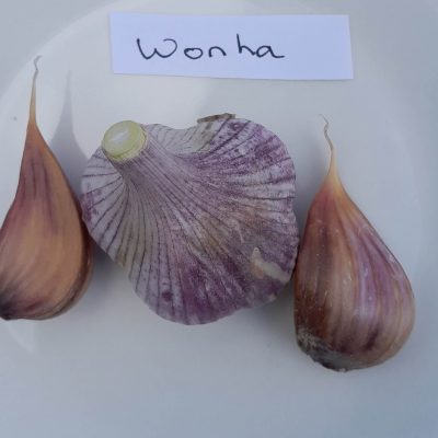 Knoflook, Allium sativum var. ophioscorodon. 'Wonha' (Hardneck-ras) per 6 losse tenen