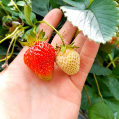 Zeer goede Aardbei, Fragaria 'Verdi'PBR (BIO!!) A2+ kwaliteit (kale wortel per 10 planten)