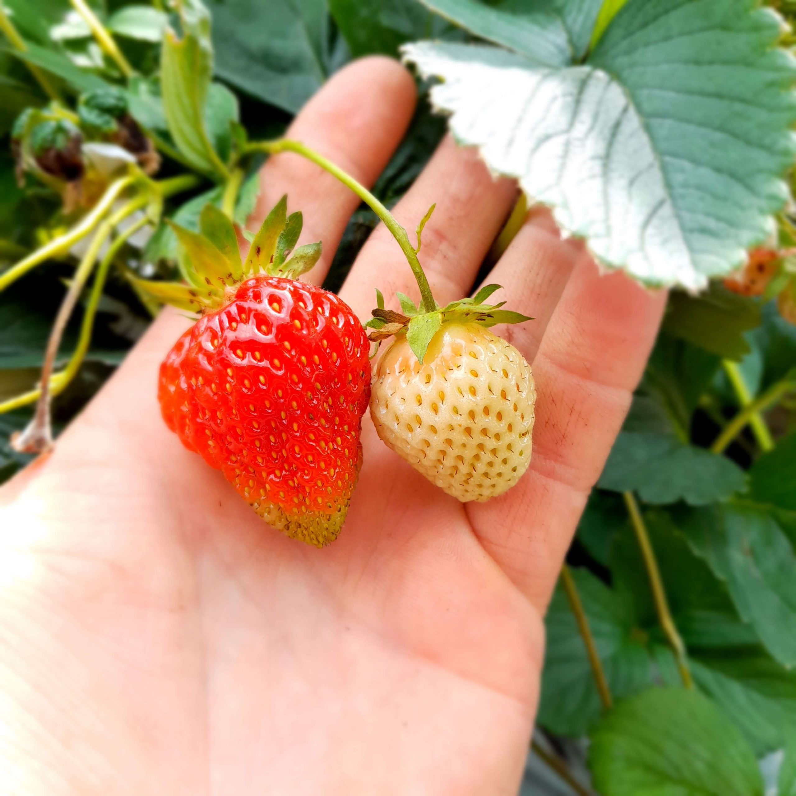 Zeer goede Aardbei, Fragaria 'Verdi'PBR (BIO!!) A2+ kwaliteit (kale wortel per 10 planten)