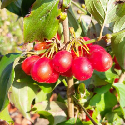 Grootvruchtige kornoeljekers, Cornus mas 'Florianka'( Zeer productief en geschikt voor verwerking)