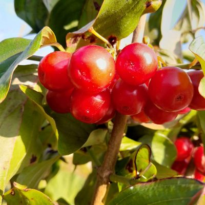 Grootvruchtige kornoeljekers, Cornus mas 'Podolski' Mooi laat ras!(spil in 1,8Lpot)