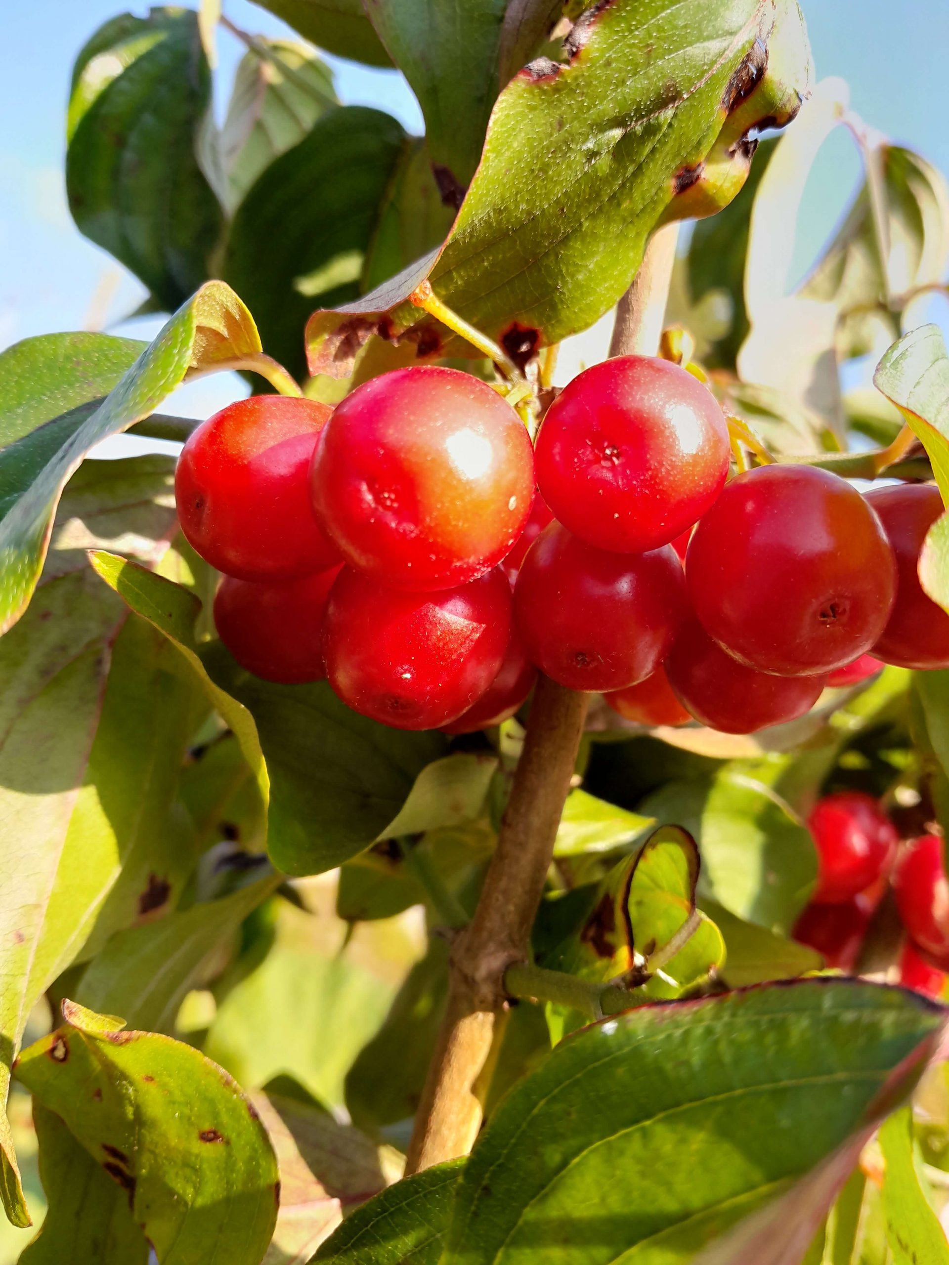 Grootvruchtige kornoeljekers, Cornus mas 'Podolski' Mooi laat ras!(spil in 1,8Lpot)