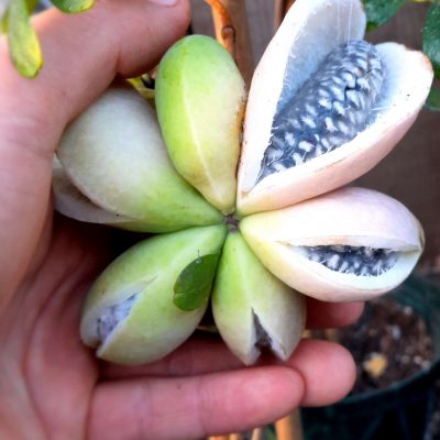 Chocolade rank, Akebia trifoliata ( NIEUW!) 100cm+