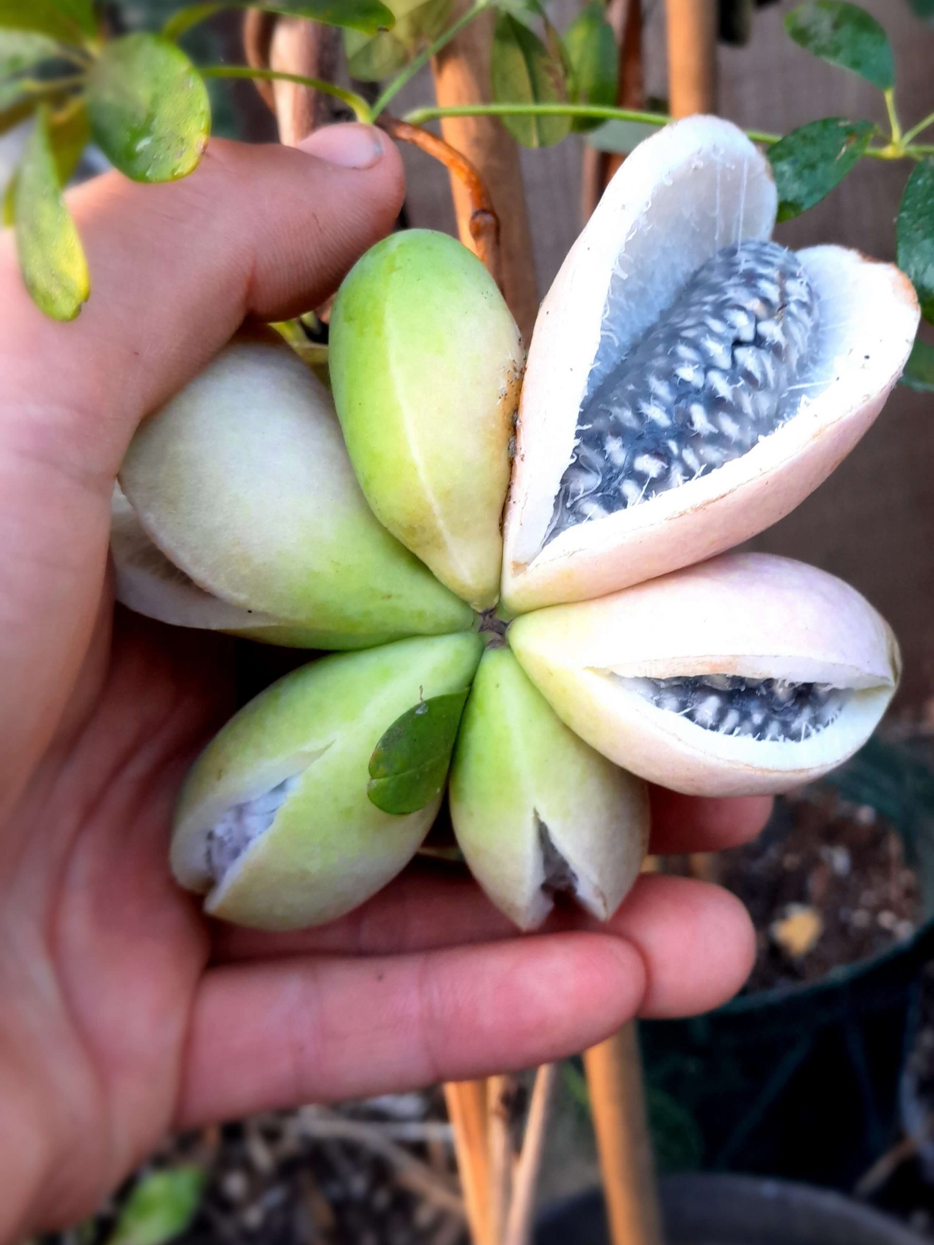 Chocolade rank, Akebia trifoliata ( NIEUW!) 100cm+