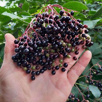 Vlier, SAMBUCUS nigra'Haidegg 17 ' (topras)
