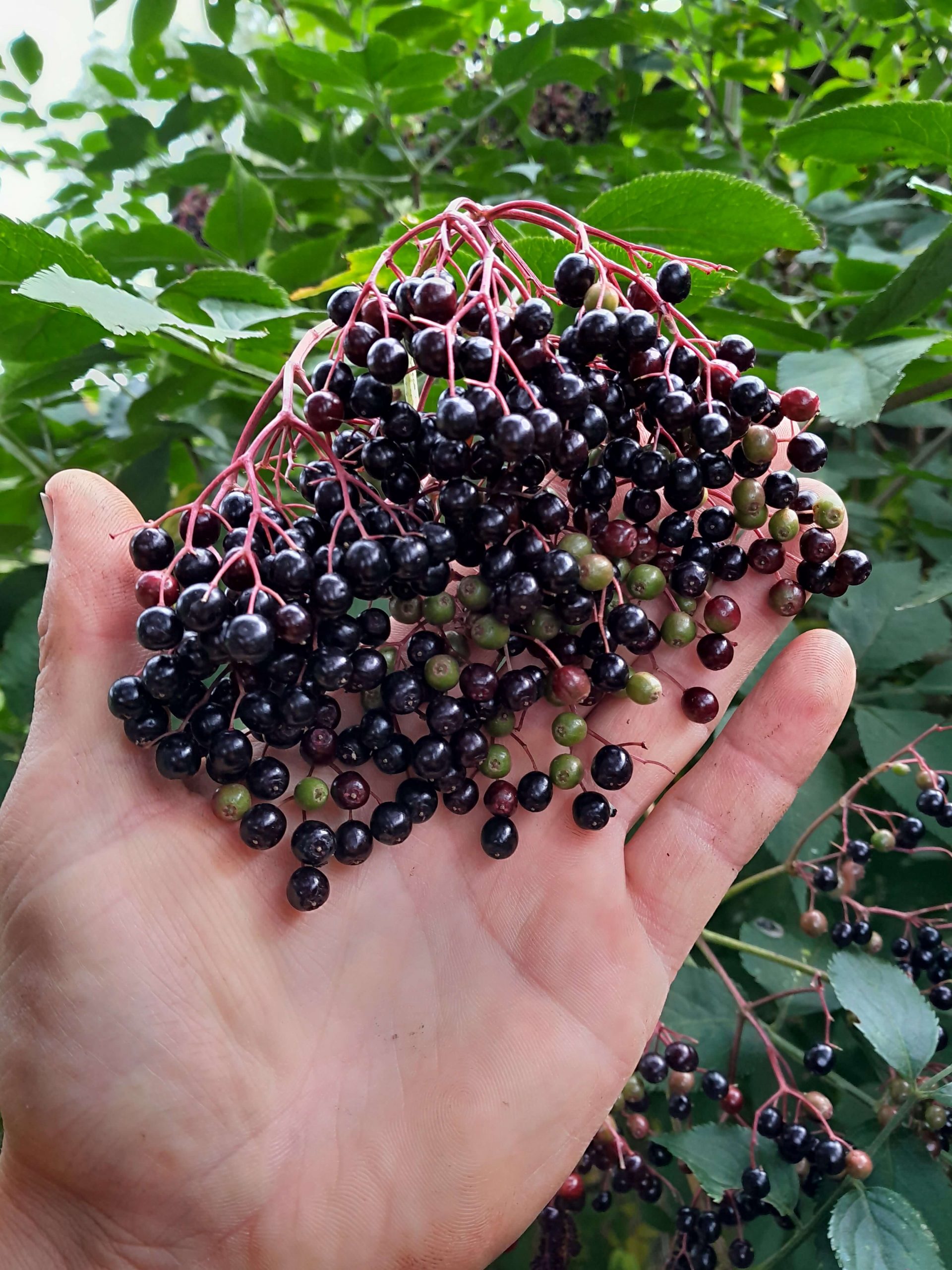 Vlier, SAMBUCUS nigra'Haidegg 17 ' (topras)